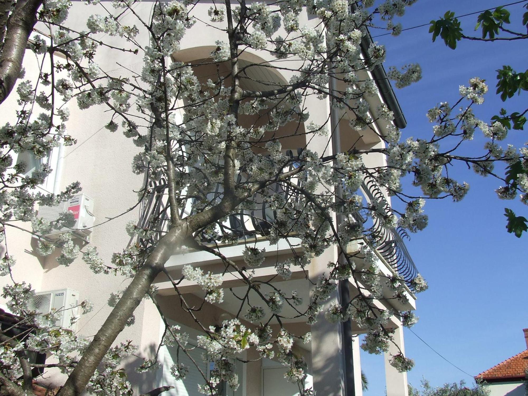 Villa Dalmatia ซาดาร์ ห้อง รูปภาพ