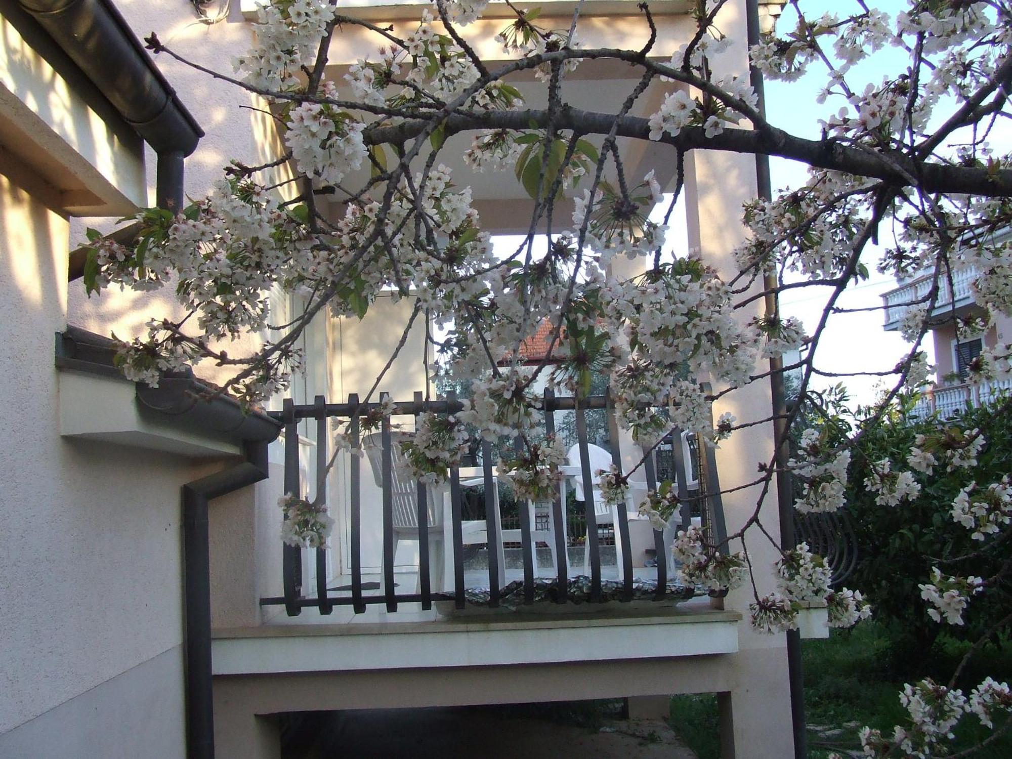 Villa Dalmatia ซาดาร์ ห้อง รูปภาพ